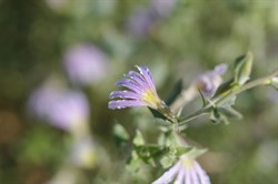 Scaevola depauperata 