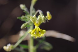 Goodenia heterochila 