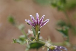 Scaevola depauperata 