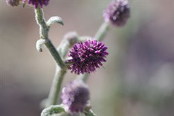 Pterocaulon sphacelatum 