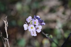 Harmsiodoxa puberula 