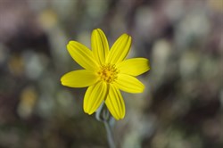 Senecio gregorii 