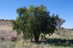 Lysiphyllum gilvum 