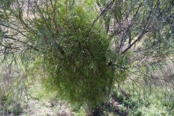 Lysiana exocarpi 