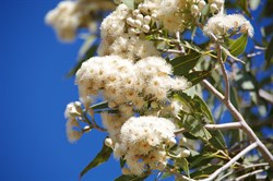 Corymbia terminalis 