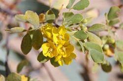 Senna spp