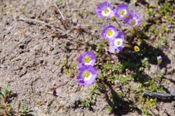 Mimulus prosttraus 