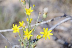 Senecio gregorii 