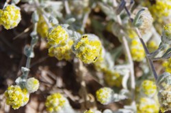 Helichrysum  tietkensii 