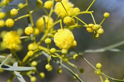 Acacia Sp