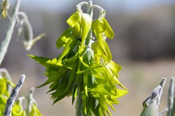Crotalaria cunninghamii 