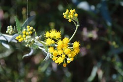 Senecio cunninghamii