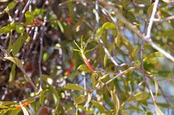 Lysiana exocarpi 