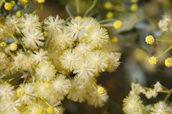 Acacia spp