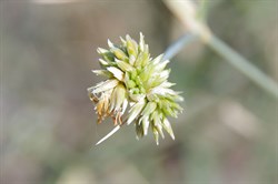 Zygochloa paradoxa 