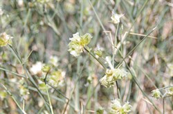 Zygochloa paradoxa 