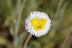 Polycalymma stuartii 