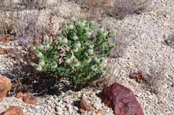 Lepidium pedicellosum 
