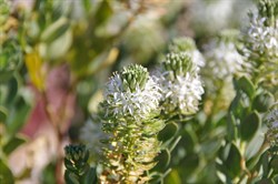 Lepidium pedicellosum 