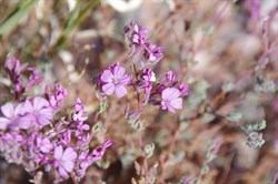 Frankenia serpyllifolia 