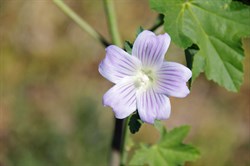 Malva australiana 