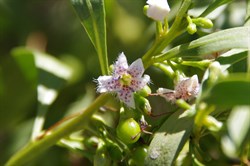 Myoporum acuminatum 