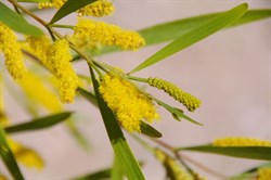 Acacia Spp