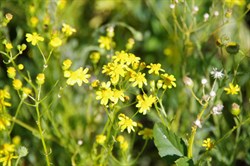 Senecio lautus subsp.dissectifolius 