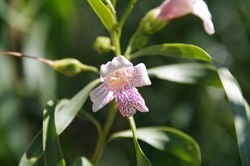 Eremophila bignoniiflora 
