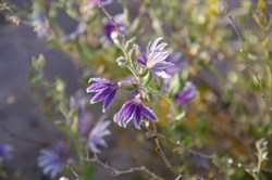 Scaevola spp