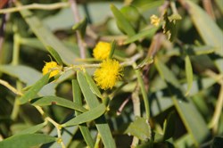 Acacia Spp