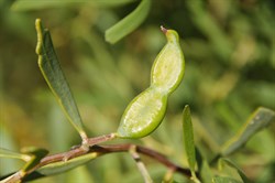 Acacia Species