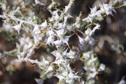 Scelerolaena bicornis 
