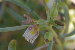 Scaevola collaris 