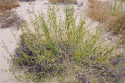 Cynanchum floribundum 