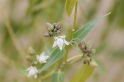 Cynanchum floribundum 