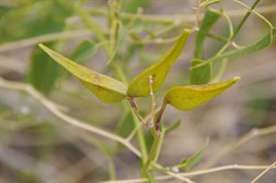 Cynanchum floribundum 