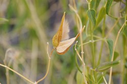 Cynanchum floribundum 