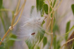Cynanchum floribundum 