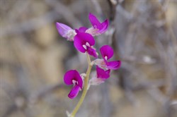 Swainsona affinis 