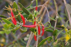 Lysiana exocarpi 