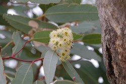 Eucalyptus microtheca 