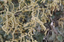 Atriplex nummularia 
