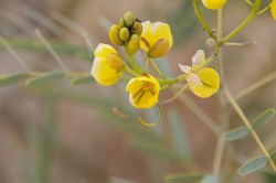 Senna spp