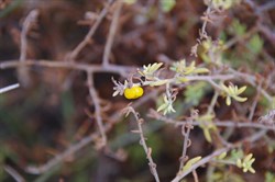 Enchylaena tomentosa 