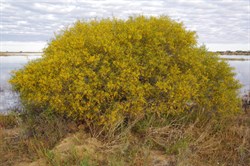 Acacia ligulata 