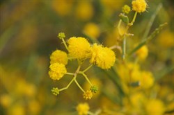 Acacia ligulata 