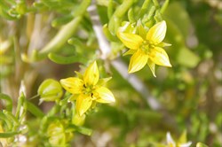 Zygophyllum aurantiacum 