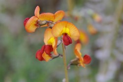 Swainsona stipularis 
