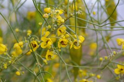 Senna artemisioides subsp. filifolia 